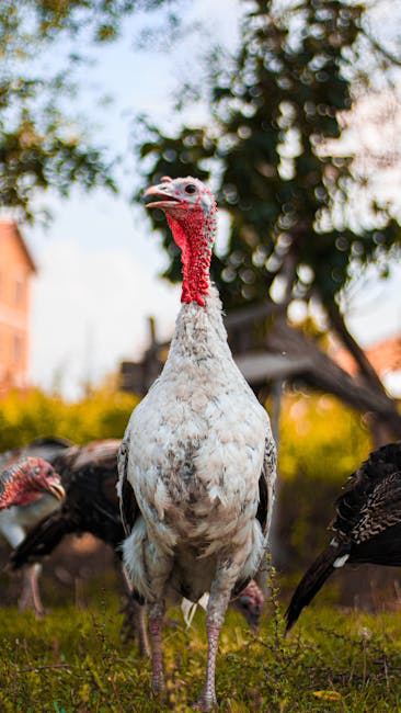 Close-up of a white turkey standing proudly on a farm with other turkeys in the background.