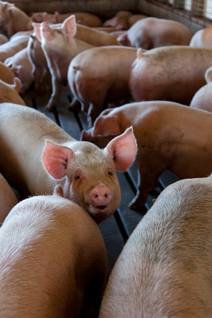 Close-up of pigs in an indoor livestock pen on a farm. Captures the essence of animal agriculture.