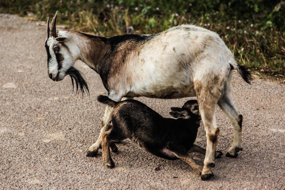 A young goat kid nursing from its mother on a rural road in Luang Prabang Province, Laos.